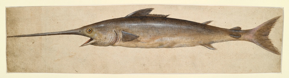 Schwertfisch