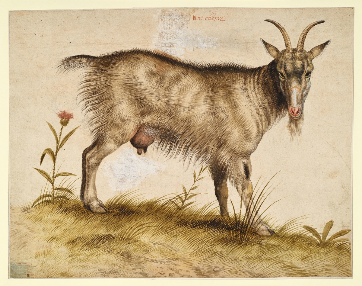 Ziege