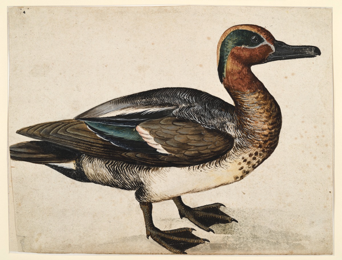 Ente