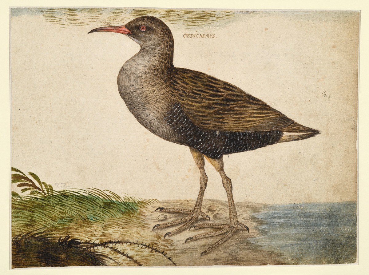 Der Triel (Burhinus oedicnemus)