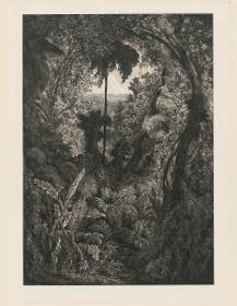 „Aus den Urwäldern des Magdalenenstroms“, (Buch mit 13 Blatt Lithographien), Blatt 7