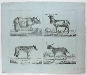 [Tiere] Das Nashorn. Der Ziegen-Bock. Der Wolf. Der Luchs.