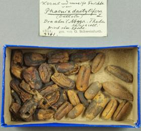 Flora / Dattel (Phoenix dactylifera L.); Kerne und Früchte