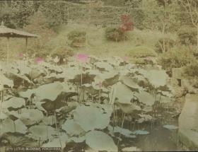 Lotosblütenteich in einem Garten