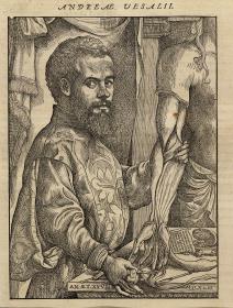 Porträt des Andreas Vesalius, einen Arm sezierend