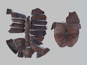 Panzer einer Europäischen Sumpfschildkröte (Emys orbicularis)