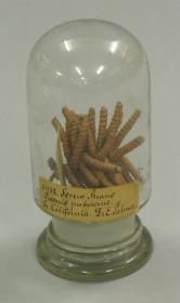 Prosopis pubescens