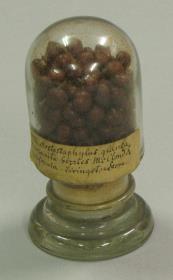 Arctostaphylos glauca (vmtl.)