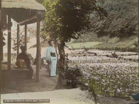 "Iris-Garten in Sugita"