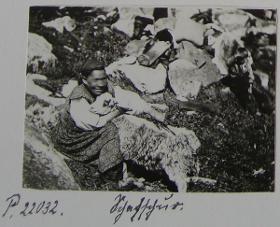 Petsamo-Skoltin bei der Schafschur